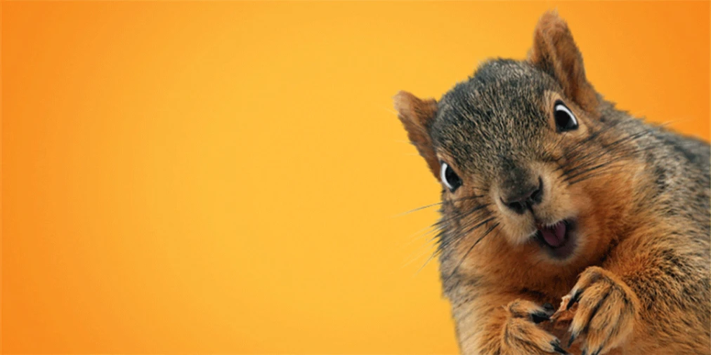 Excited squirrel, in front of a yellow background.